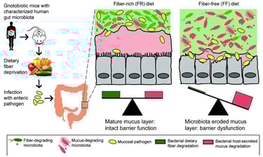 fiber rich vs fiber free gut
