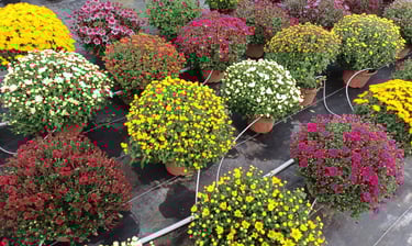 chrysantheme, livraison gratuite tombe 
