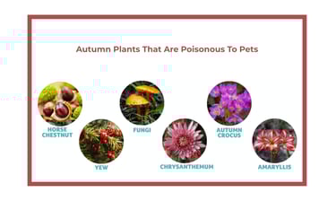 Autumn plants toxic to dogs: horse chestnut, autumn crocus, chrysanthemum, fungi, amaryllis, yew.