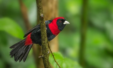 Crimson-collared Tanager with vivid red throat and rump during a Chiapas birding adventure