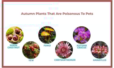 Autumn plants toxic to dogs: horse chestnut, autumn crocus, chrysanthemum, fungi, amaryllis, yew.