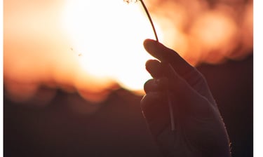 graine de pissenlit s'envolant symbole de renouveau, de croissance