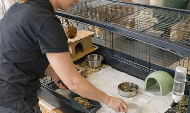 technicienne LVSC qui nettoie la cage d'un client avec un cochon d'inde