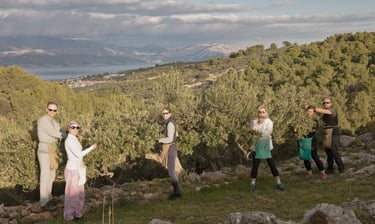 A group of people harvesting olives manually from trees on a Mediterranean hillside overlooking the sea.