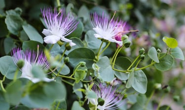 Purple and white caper bush flowers blooming with green leaves and buds in a Mediterranean garden.