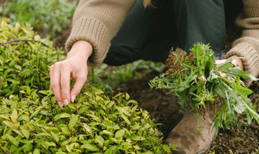 A person harvests fresh green herbs and plants by hand in a lush organic garden.