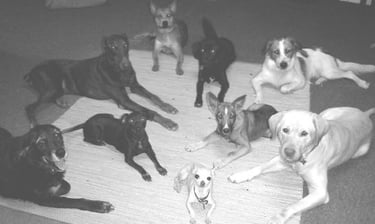 8 dogs 1 puppy on rug in a Down Stay command off-leash, trained/photographed by Double Dog Dare