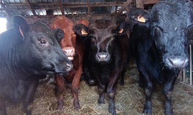 Vaches en Ardèche