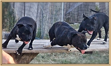 Condizione atletica e muscolatura eccellente dello Staffordshire Bull Terrier Grecalestaffs