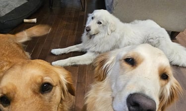Dog Sitting in leslieville for multiple dogs in one family
