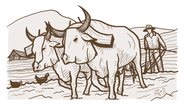 Ilustração de João Marquezini: Campones lavrando a terra com bois, desenho em linhas
