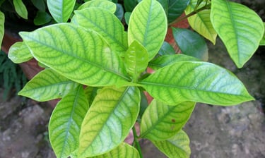 Agrume aux feuilles jaunes, malade d'une chlorose ferrique