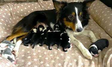 2026 working border collie litter