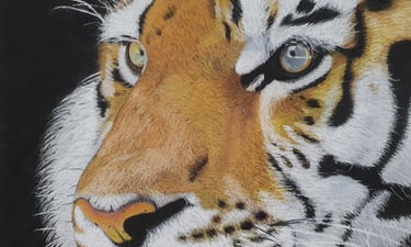 Tigre au pastel sec