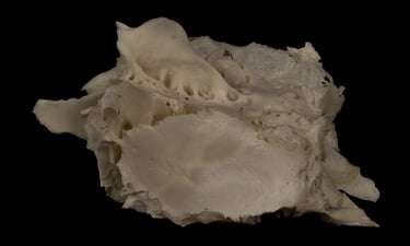 High resolution photo of a human ethmoid bone specimen from the left side