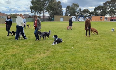 Dog group class walking on lead no pulling