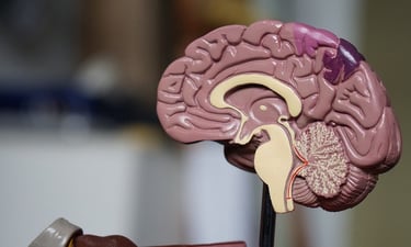 cerveau coupe transversale