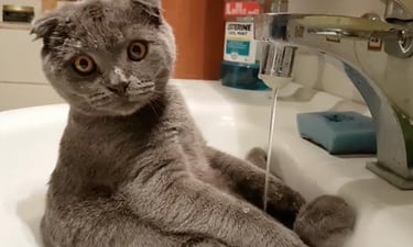 cat in a sink