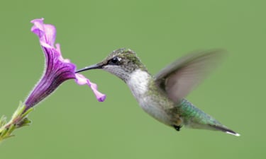 Hummingbirds