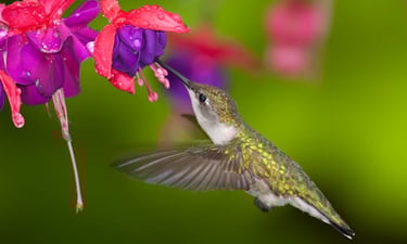 Hummingbirds