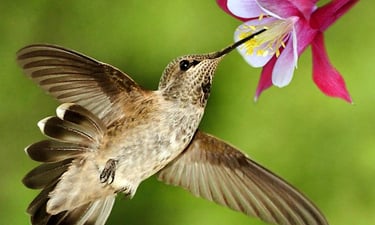 Hummingbirds