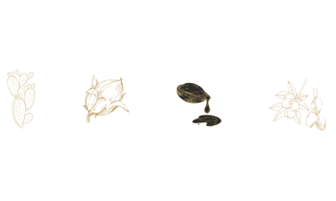 Gold line art illustrations of prickly pear, cotton, argan oil, and shea butter on a black background.
