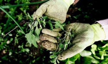 weed control services in Baton Rouge 