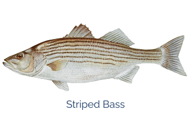 picture of a striped bass fish that can be found in lake wallenpaupack pa