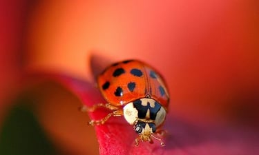 Ladybug sitting on a leaf