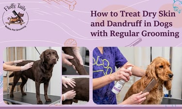 How to Treat Dry Skin and Dandruff in Dogs with Regular Grooming