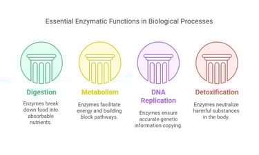 enzyme function in biological processes