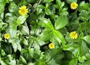 bhringraj as the most powerful herb to treat hair loss