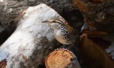 A Banded Wren with black and white banding on its flanks sits on a log in Sumidero Canyon