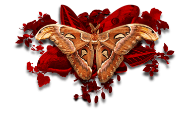 A moth setting upon other scarlet moths and vines.