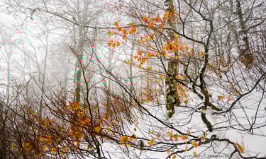 a snow covered forest with a red umbrella of autumn