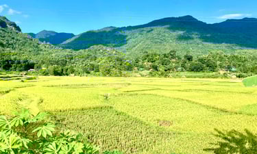 Rice field