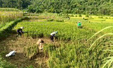Rice field