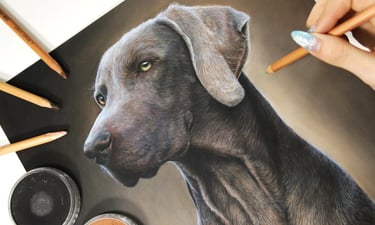 a drawing of a weimaraner dog