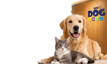 veterinario caes e gatos em maringa