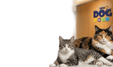 veterinario de gatos em maringa