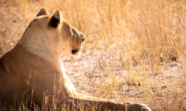 une lionne au repos dans la savane du Botswana en safari