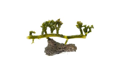 Caulerpa serrulata