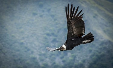 Condors & Stargazing Humantay Lake 3 Day 