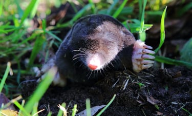 close up of Mole with pink nose poking out of dirt mound surrounded by grass on a beautiful sunny day