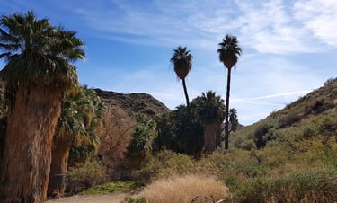 Palm Springs, CA - 25 miles of trails in Thousand Palms Oasis