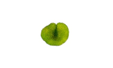 Dictyosphaeria verluysii