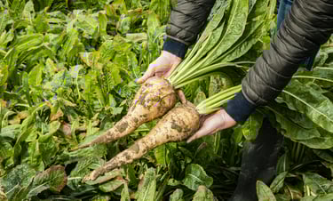 chicory root