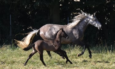 Poulinière PRE - ELEGANTE - Elevage de la tour