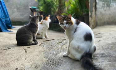 Cats in the backyard; community cats
