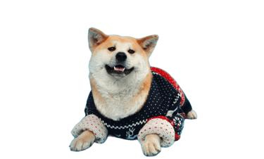 Perrito modelando sudadera artesanal de Patitas Coquetas